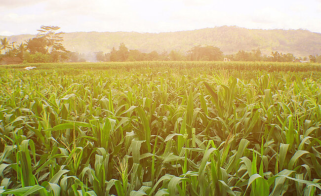 Un campo de maíz